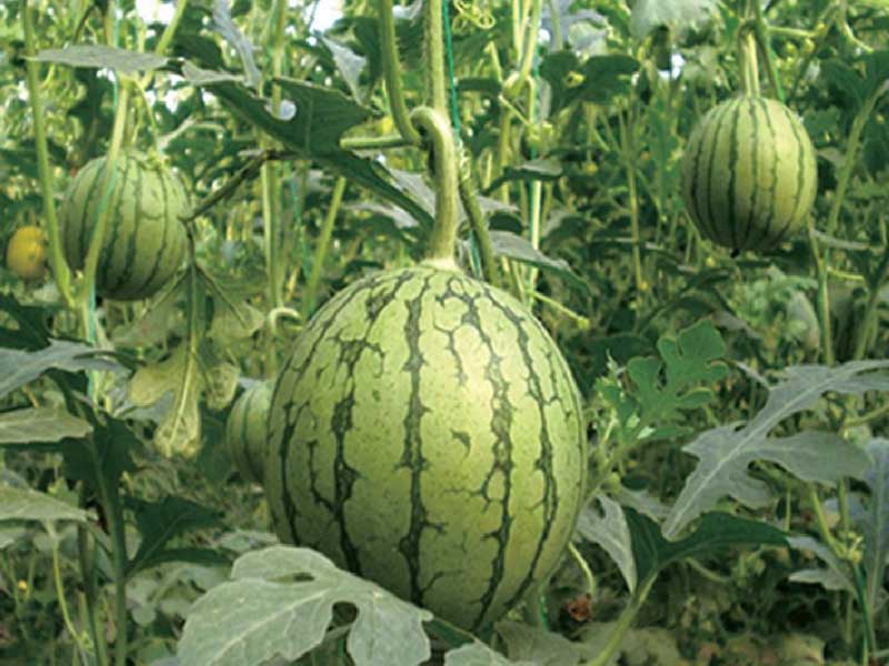 山東绿巨人污下载塑膠有限公司