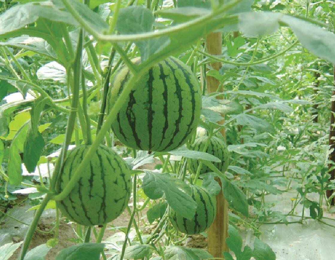 山東绿巨人污下载塑膠有限公司